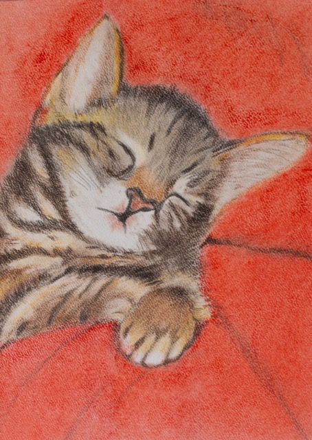 Sleeping cat